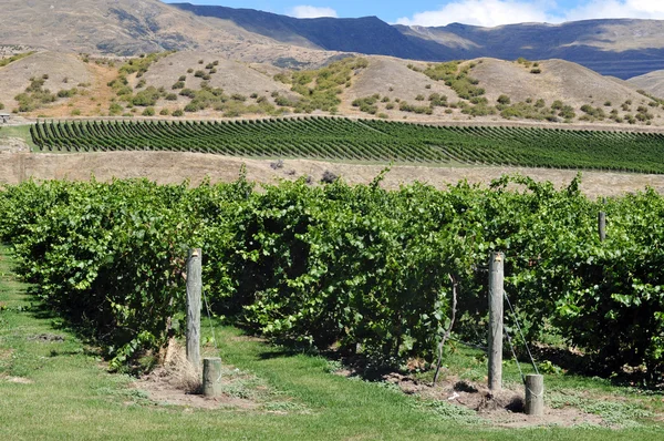 Nya Zeelands vingård — Stockfoto