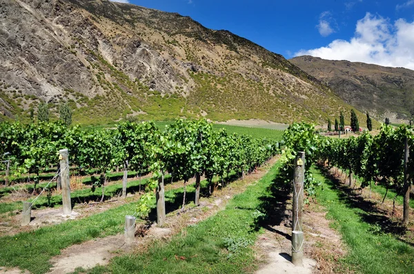 New Zealand Vineyard — Stock Photo, Image
