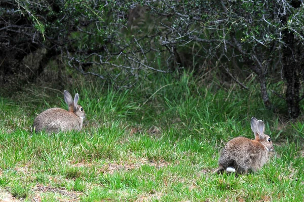Nova Zelândia Brown Rabbit — Fotografia de Stock