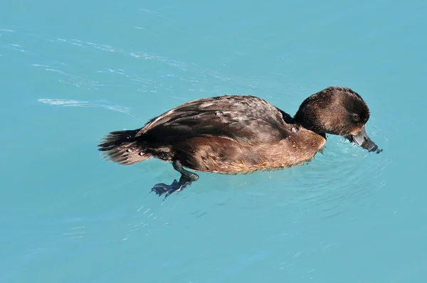Нова Зеландія коричневий качка — стокове фото