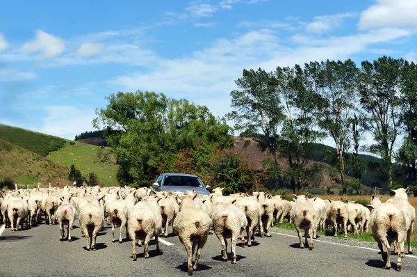 Farm South Island New Zealand – stockfoto