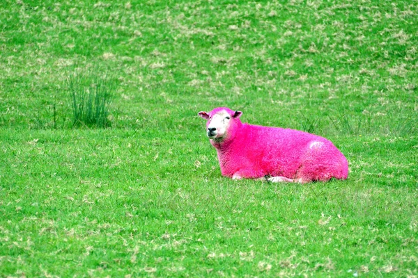 ピンクの羊、ニュージーランド — ストック写真