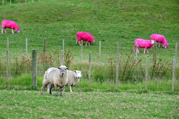 Moutons roses, Nouvelle-Zélande — Photo