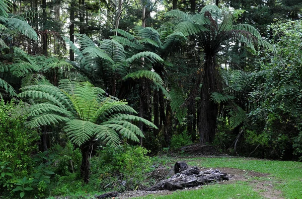 Inheemse bush, Nieuw-Zeeland — Stockfoto