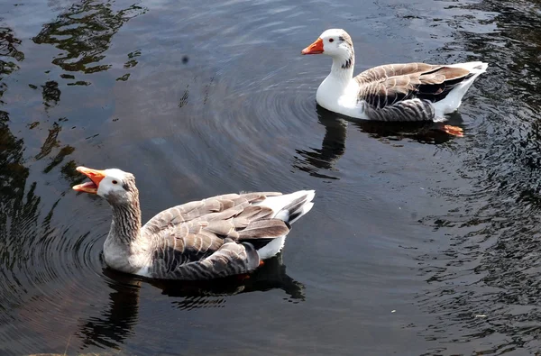 Ducks in River — Stock Photo, Image