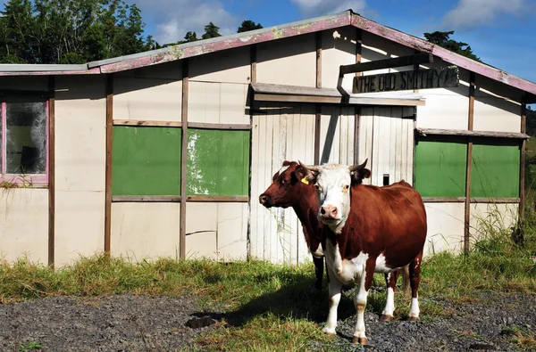 Stary stodoła i krowy w Nowej Zelandii — Zdjęcie stockowe
