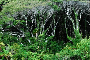 West coast, Yeni Zelanda