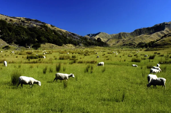 Boerderij Zuidereiland Nieuw-Zeeland — Stockfoto