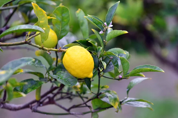 Limon ağacı. — Stok fotoğraf