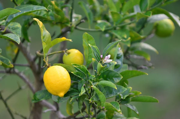柠檬树. — 图库照片