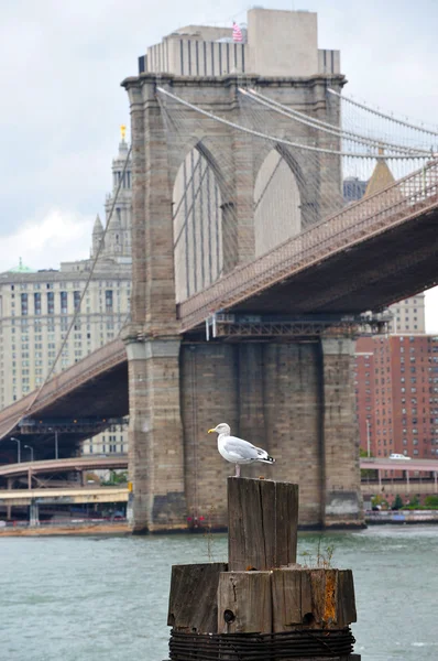 Фотографии со всего света: Нью-Йорк - Манхэттен — стоковое фото
