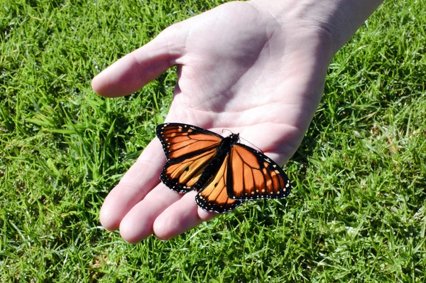 Mariposa monarca —  Fotos de Stock