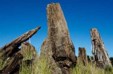 Kauri trees clipart