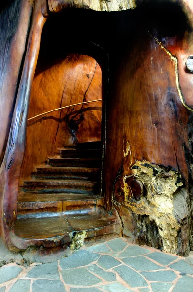 Staircase carved inside a kauri tree — Stock Photo, Image