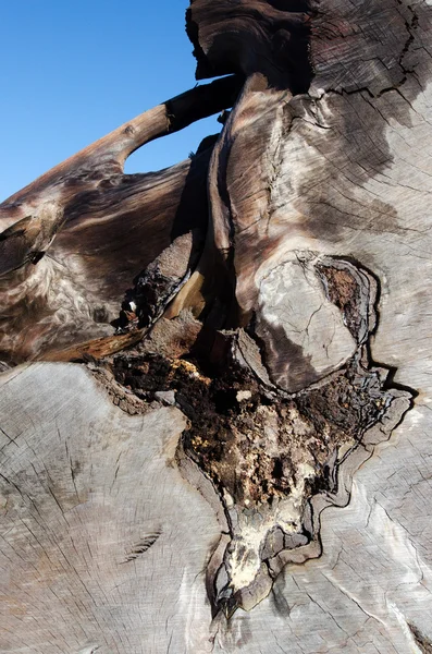 カウリの木 — ストック写真