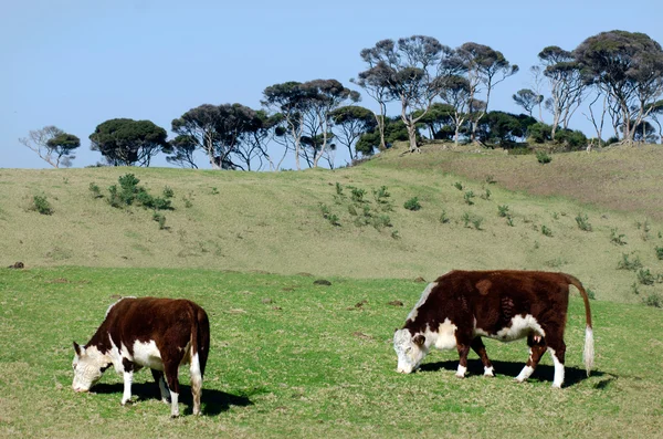 Βοοειδή γαλακτοπαραγωγής — Φωτογραφία Αρχείου