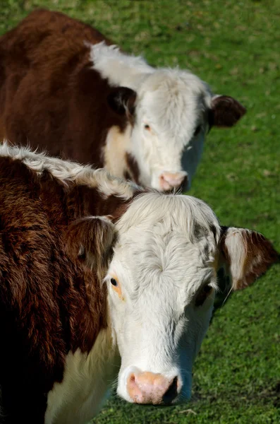 Молочної худоби — стокове фото