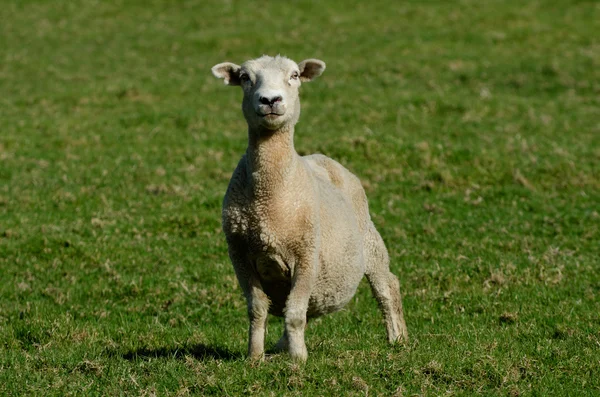 Hodowli owiec — Zdjęcie stockowe