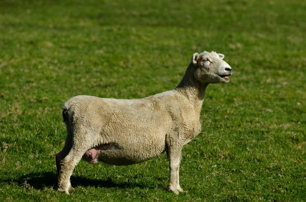 羊场 — 图库照片