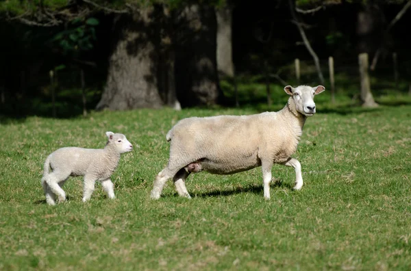 羊牧場 — ストック写真