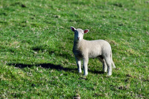 Hodowli owiec — Zdjęcie stockowe