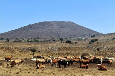 İsrail - golan tepeleri seyahat fotoğrafları