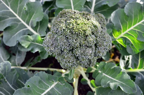 Zöldség - brokkoli növény — Stock Fotó
