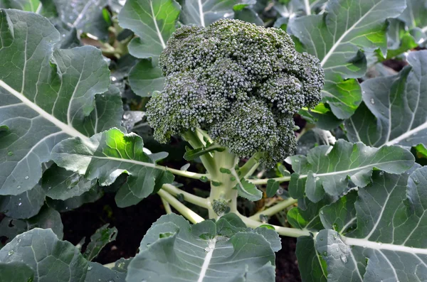 Sebzeler - brokoli bitki — Stok fotoğraf