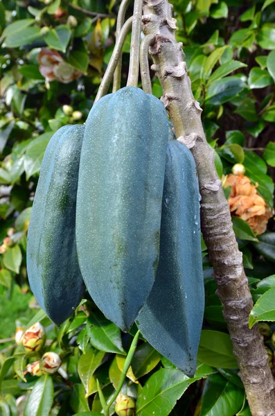 Φρούτα - δέντρο babaco — Φωτογραφία Αρχείου