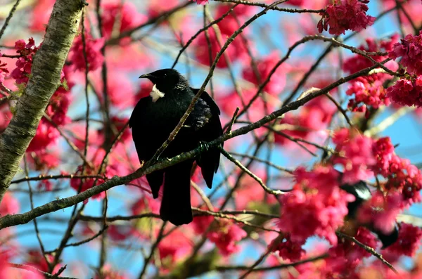 Tui Bird of New Zealand — Stock Photo, Image
