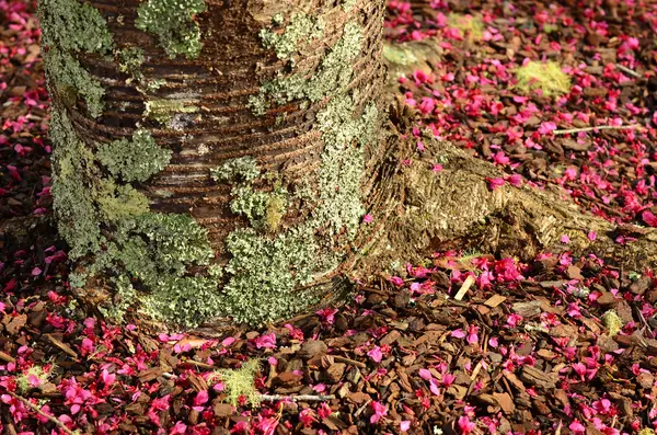 Flor de cereja rosa — Fotografia de Stock
