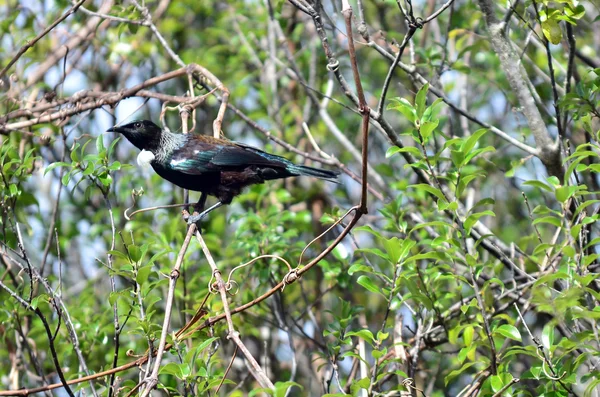 Tui Bird da Nova Zelândia — Fotografia de Stock