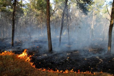Heat Waves Cause Bush Fires clipart