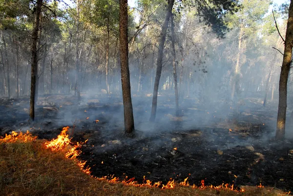 Tepelné vlny způsobují bush požárů — Stock fotografie