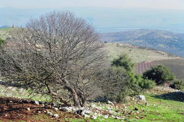 Resor bilder av israel - Galileen — Stockfoto