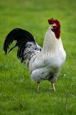 Rooster clipart