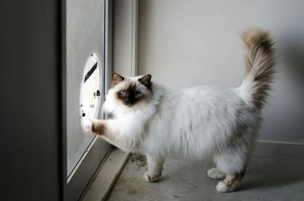 Бірманська кішка — стокове фото