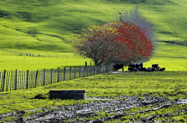 stock image Dairy Farm