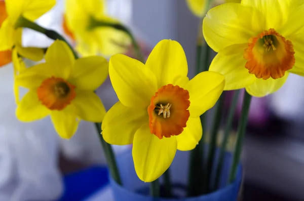 Dia dos Daffodils — Fotografia de Stock