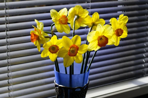 Dia dos Daffodils — Fotografia de Stock