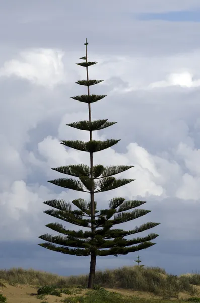 Norfolk Pine Tree — Stock Photo, Image