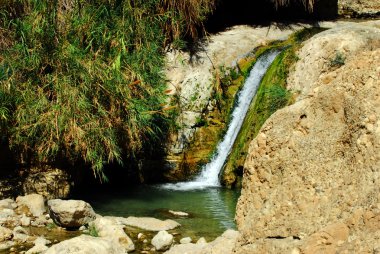 İsrail - fotoğraf seyahat ein gedi bahar