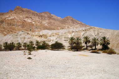 İsrail - fotoğraf seyahat ein gedi bahar