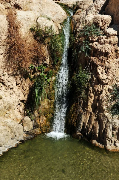 Travel Photos of Israel - Ein Gedi Spring — Stock Photo, Image