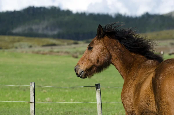 Кінь у полі — стокове фото