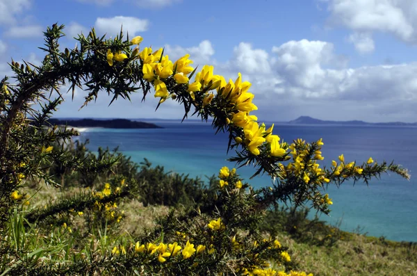 stock image Common gorse flowers