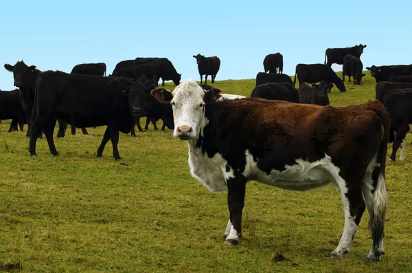 Быки на говяжьей ферме — стоковое фото