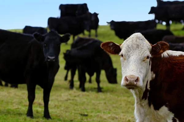Steers Bulls em Beef Farm — Fotografia de Stock