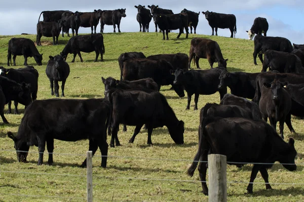 Steers Bulls in Beef Farm — Stock Photo, Image