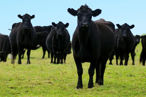 Toros de novillos en granja de carne —  Fotos de Stock